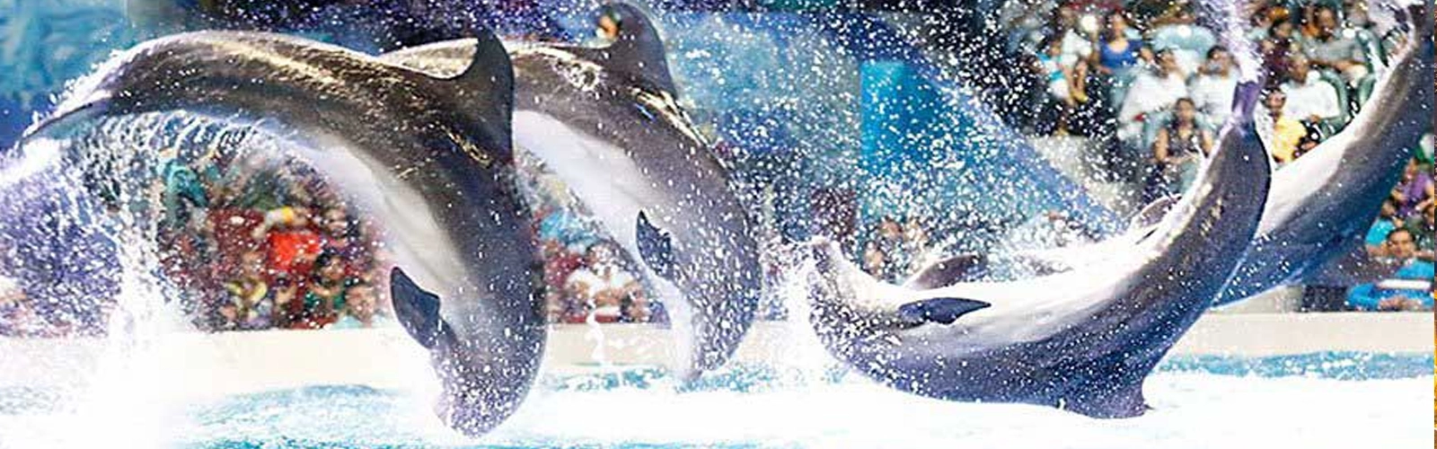 Dubai Dolphinarium1