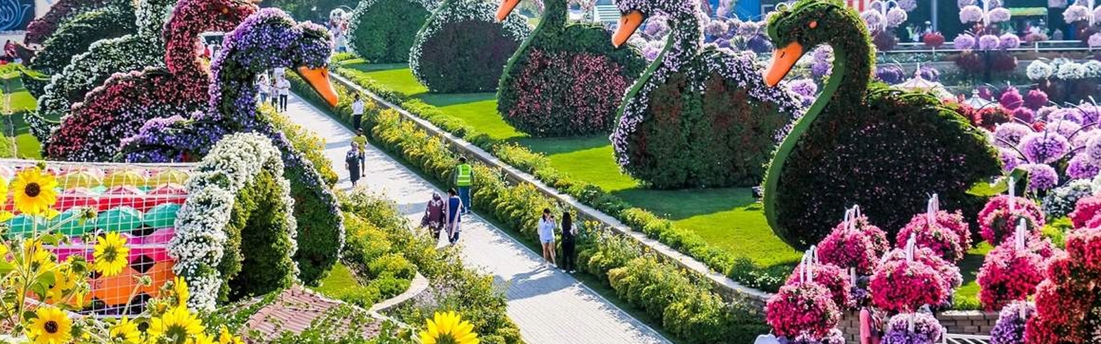 Miracle Garden Dubai 2